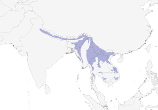 Distribution of the Ashy Bulbul - Range Map