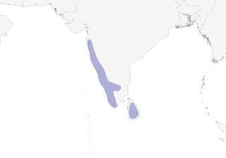Distribution of the Square-tailed Bulbul - Range Map