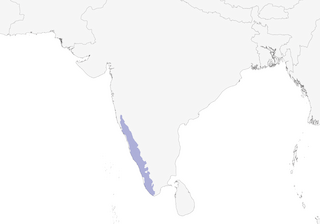 Distribution of the Flame-throated Bulbul - Range Map