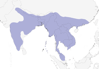 Distribution of the Red-whiskered Bulbul - Range Map