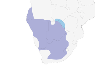 Distribution of the Black-fronted Bulbul - Range Map