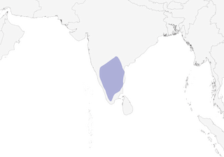 Distribution of the Yellow-throated Bulbul - Range Map