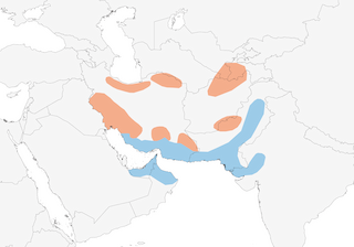 Distribution of the Plain Leaf Warbler - Range Map