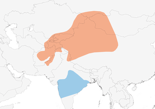 Distribution of the Sulphur-bellied Warbler - Range Map