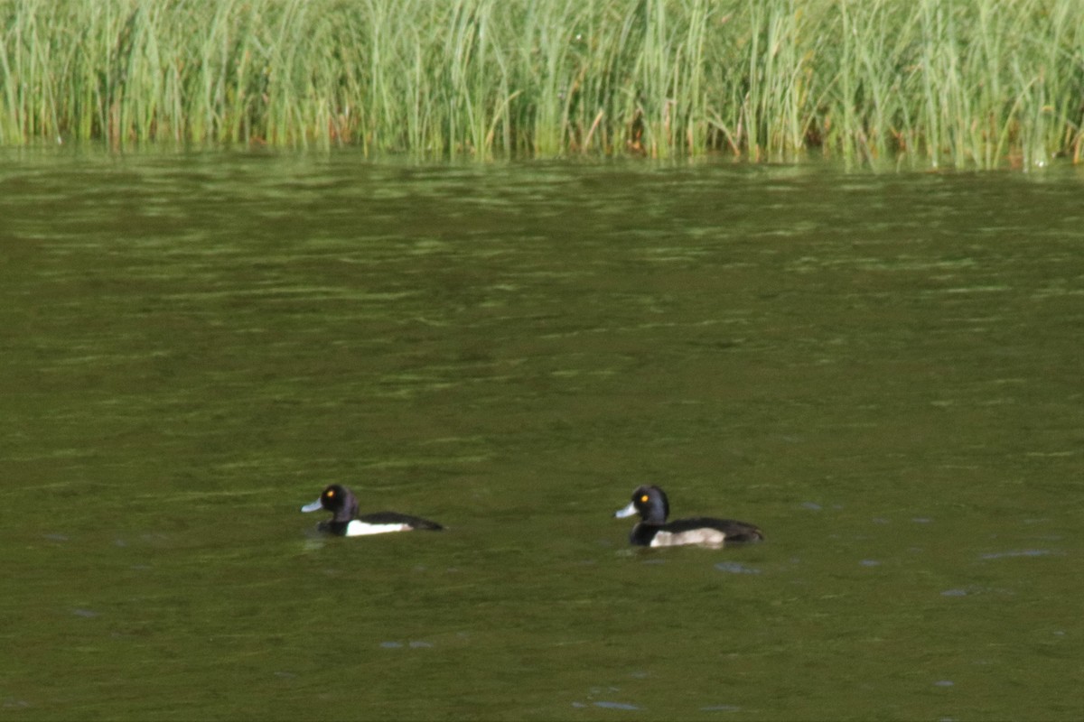 Tufted Duck - ML169735011