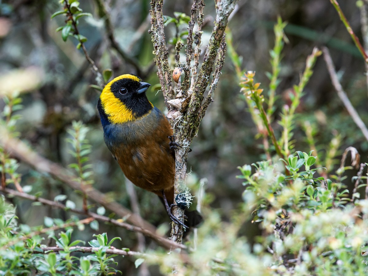 Golden-collared Tanager - ML169735171
