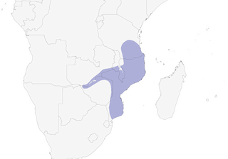 Distribution of the Livingstone's Flycatcher - Range Map