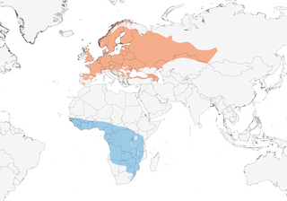 Distribution of the Garden Warbler - Range Map
