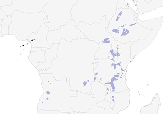 Distribution of the African Hill Babbler - Range Map
