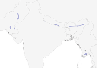 Distribution of the Jerdon's Babbler - Range Map
