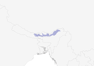 Distribution of the Rufous-throated Wren-Babbler - Range Map