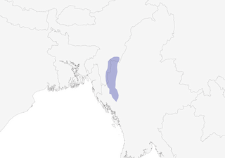 Distribution of the Chin Hills Wren-Babbler - Range Map