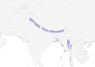 Distribution of the Rusty-cheeked Scimitar-Babbler - Range Map