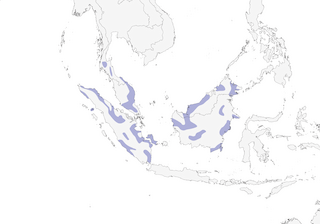 Distribution of the Sooty-capped Babbler - Range Map