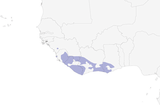 Distribution of the Rufous-winged Illadopsis - Range Map