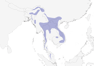 Distribution of the Buff-breasted Babbler - Range Map