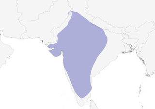 Distribution of the Large Gray Babbler - Range Map