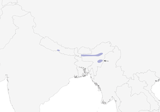 Distribution of the Slender-billed Babbler - Range Map