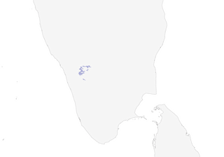 Distribution of the Nilgiri Laughingthrush - Range Map
