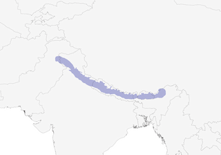 Distribution of the Rufous Sibia - Range Map