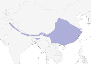 Distribution of the Red-billed Leiothrix - Range Map