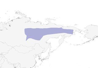 Distribution of the Siberian Nuthatch - Range Map