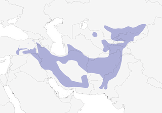 Distribution of the Eastern Rock Nuthatch - Range Map
