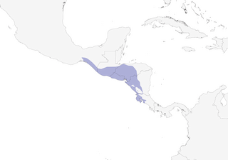 Distribution of the Rufous-backed Wren - Range Map