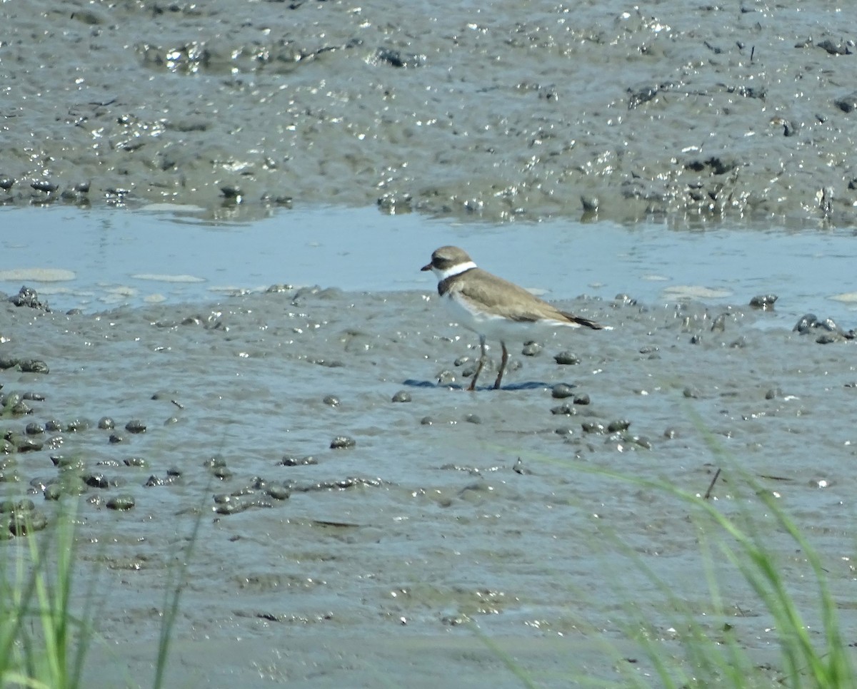 Semipalmated Plover - Jim Priest