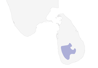 Distribution of the White-faced Starling - Range Map