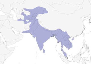 Distribution of the Common Myna - Range Map