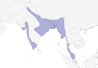 Distribution of the Jungle Myna - Range Map