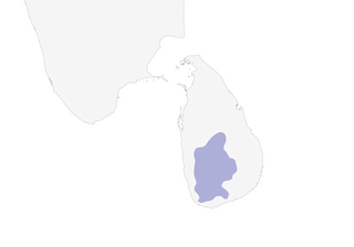 Distribution of the Sri Lanka Myna - Range Map