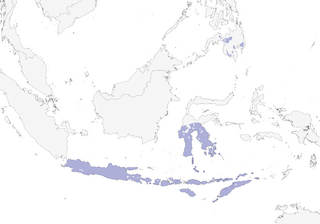 Distribution of the Short-tailed Starling - Range Map
