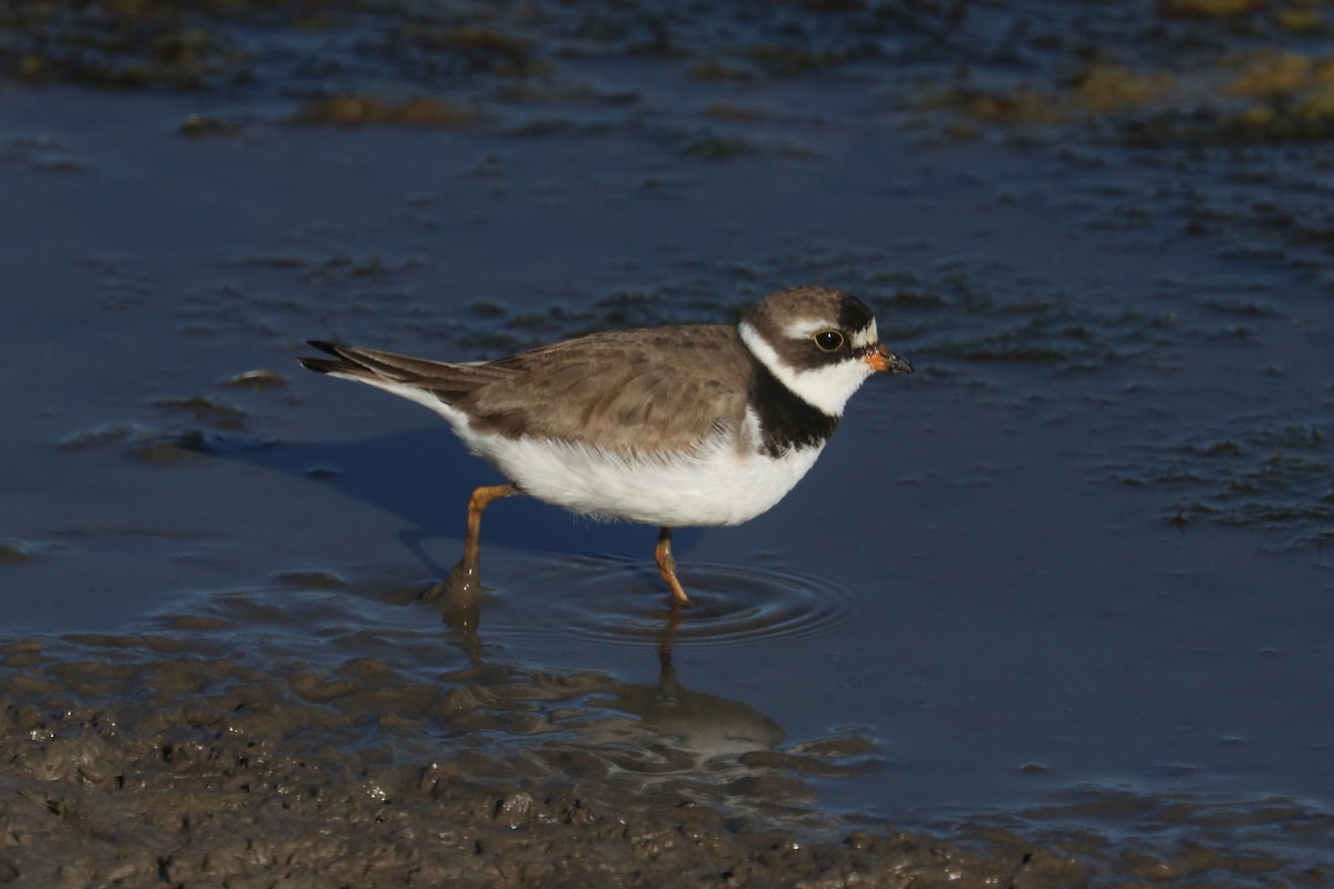 Semipalmated Plover - Chuck Gates