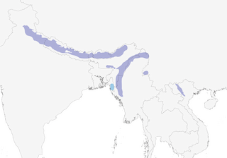 Distribution of the Long-billed Thrush - Range Map