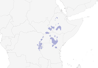 Distribution of the Abyssinian Ground-Thrush - Range Map