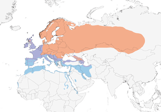 Distribution of the Song Thrush - Range Map