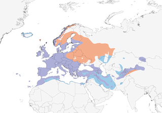 Distribution of the Eurasian Blackbird - Range Map