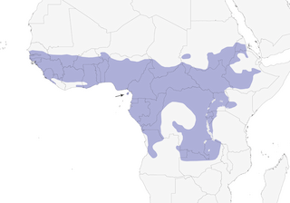 Distribution of the African Thrush - Range Map