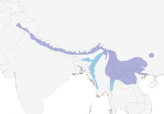 Distribution of the Gray-winged Blackbird - Range Map