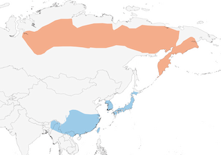 Distribution of the Dusky Thrush - Range Map