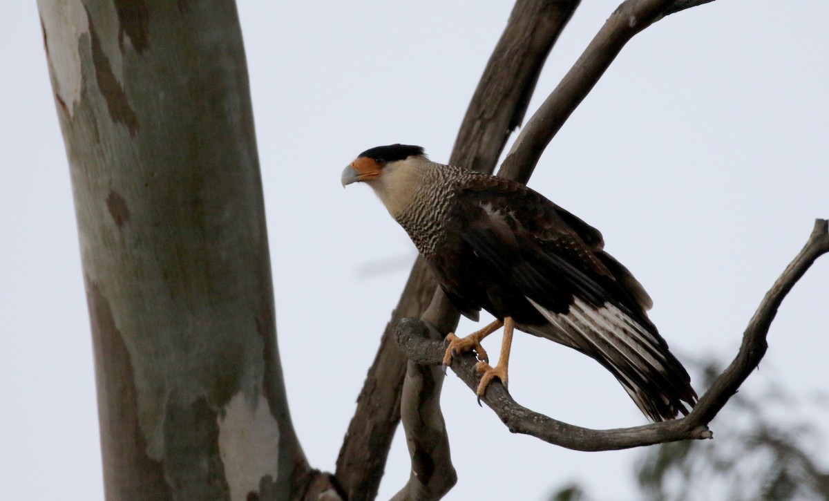 Crested Caracara (Southern) - ML169755091
