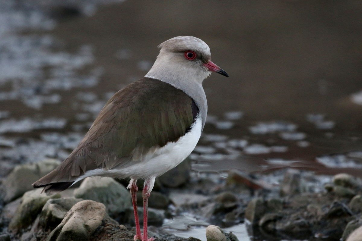 Andean Lapwing - ML169755831