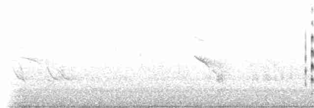 Чайка андійська - ML169755851