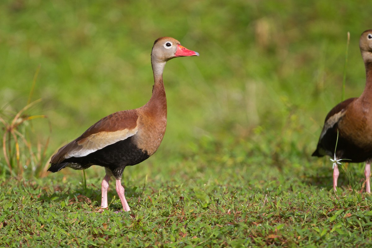 Black-bellied Whistling-Duck - Chris Sayers