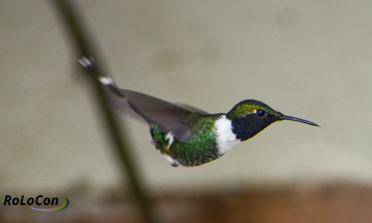 Sparkling-tailed Hummingbird - ML169757341