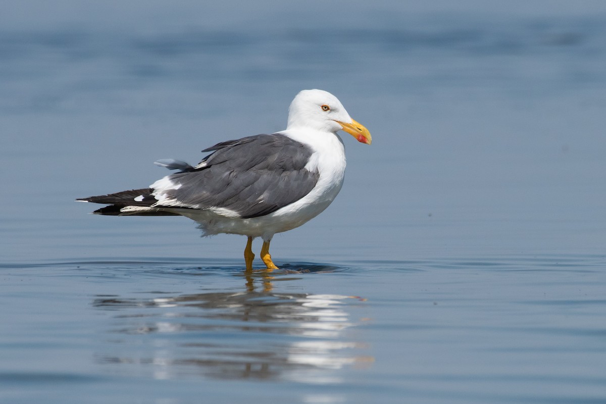 Yellow-footed Gull - ML169758981
