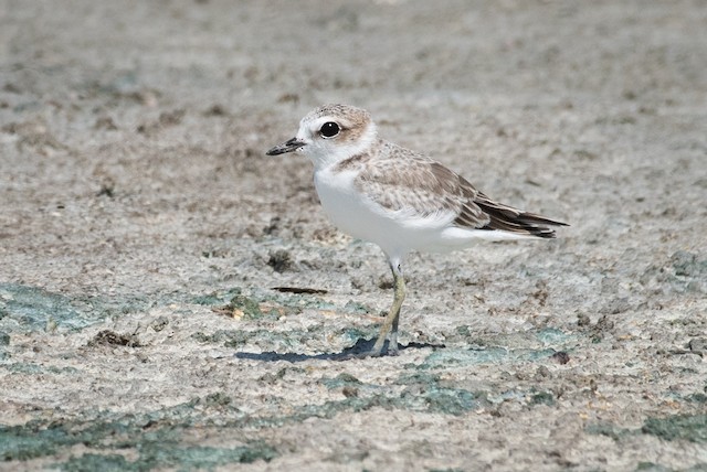 Snowy Plover