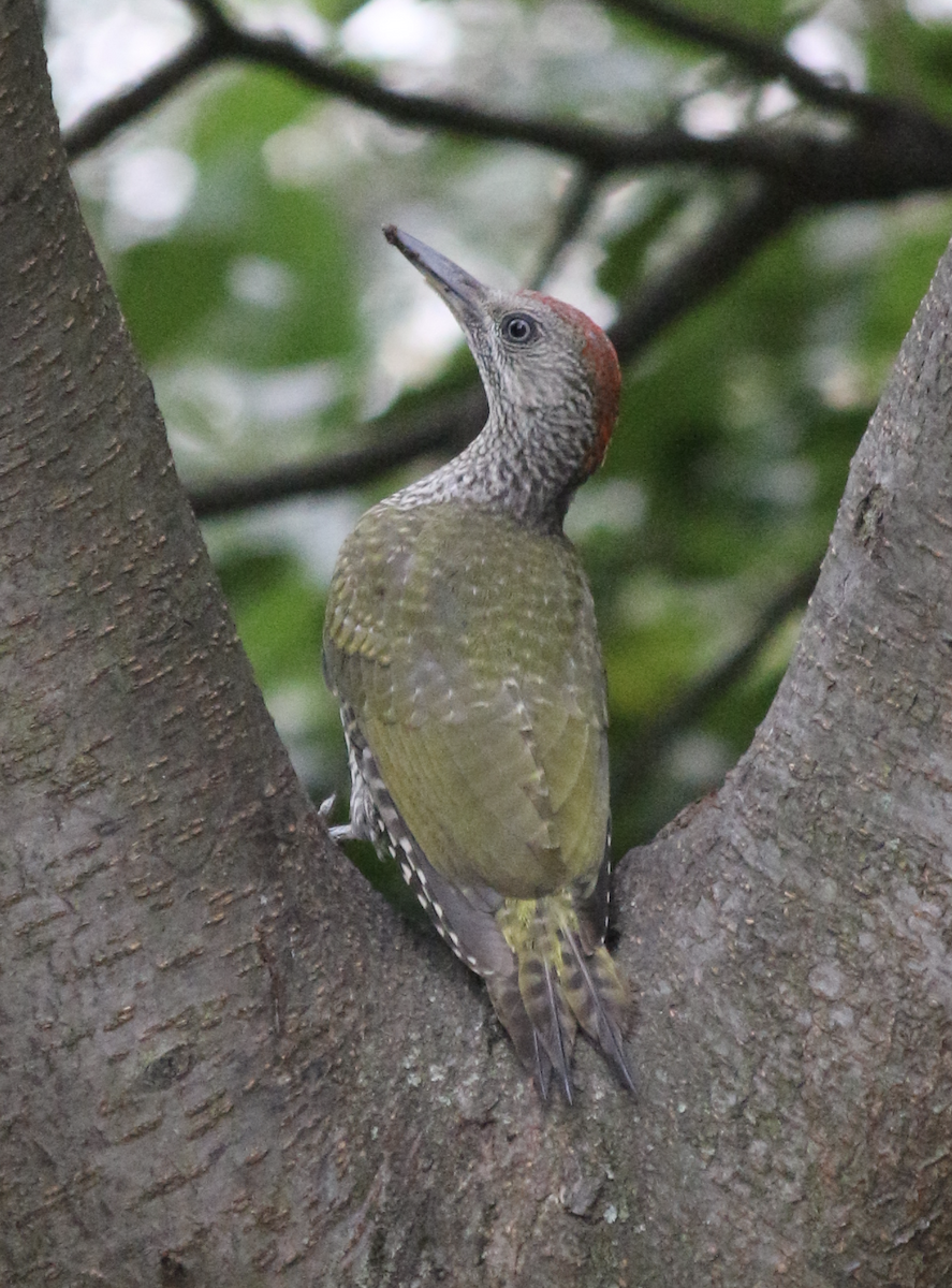 Eurasian Green Woodpecker - Corinne Benavides